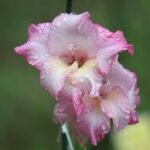 Orchids and Stories of Cultivation and Care from Farmers and Nature Enthusiasts