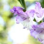 Orchids and Their Role in Promoting Sustainable Ecotourism